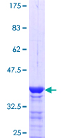 MFAP1 Protein - 12.5% SDS-PAGE Stained with Coomassie Blue.