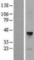 MFAP3 Protein - Western validation with an anti-DDK antibody * L: Control HEK293 lysate R: Over-expression lysate