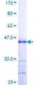 MFAP3 Protein - 12.5% SDS-PAGE Stained with Coomassie Blue