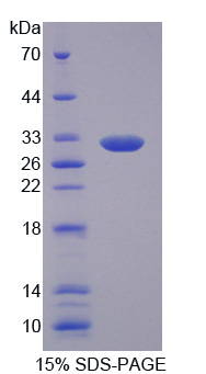MFAP4 Protein - Recombinant Microfibrillar Associated Protein 4 By SDS-PAGE