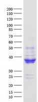 MFAP4 Protein - Purified recombinant protein MFAP4 was analyzed by SDS-PAGE gel and Coomassie Blue Staining