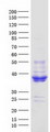 MFAP4 Protein - Purified recombinant protein MFAP4 was analyzed by SDS-PAGE gel and Coomassie Blue Staining