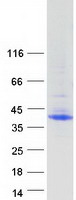 MFAP4 Protein - Purified recombinant protein MFAP4 was analyzed by SDS-PAGE gel and Coomassie Blue Staining