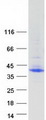 MFAP4 Protein - Purified recombinant protein MFAP4 was analyzed by SDS-PAGE gel and Coomassie Blue Staining