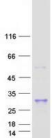 MFAP5 / MAGP2 Protein - Purified recombinant protein MFAP5 was analyzed by SDS-PAGE gel and Coomassie Blue Staining