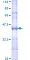 MFGE8 /Lactadherin Protein - 12.5% SDS-PAGE Stained with Coomassie Blue.