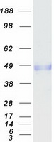 MFGE8 /Lactadherin Protein - Purified recombinant protein MFGE8 was analyzed by SDS-PAGE gel and Coomassie Blue Staining