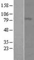 MFI2 / p97 Protein - Western validation with an anti-DDK antibody * L: Control HEK293 lysate R: Over-expression lysate