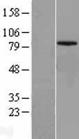 MFN1 Protein - Western validation with an anti-DDK antibody * L: Control HEK293 lysate R: Over-expression lysate