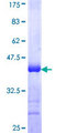 MFN1 Protein - 12.5% SDS-PAGE Stained with Coomassie Blue.