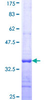 MFNG / Manic Fringe Protein - 12.5% SDS-PAGE Stained with Coomassie Blue.