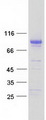 MFRP Protein - Purified recombinant protein MFRP was analyzed by SDS-PAGE gel and Coomassie Blue Staining