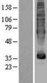 MFSD5 Protein - Western validation with an anti-DDK antibody * L: Control HEK293 lysate R: Over-expression lysate
