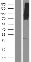 MFSD6 Protein - Western validation with an anti-DDK antibody * L: Control HEK293 lysate R: Over-expression lysate