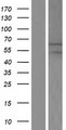 MGAT2 Protein - Western validation with an anti-DDK antibody * L: Control HEK293 lysate R: Over-expression lysate