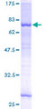 MGAT2 Protein - 12.5% SDS-PAGE of human MGAT2 stained with Coomassie Blue