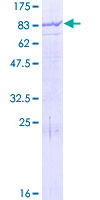 MGAT4B Protein - 12.5% SDS-PAGE of human MGAT4B stained with Coomassie Blue