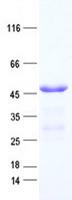 MGC11296 / BRMS1L Protein