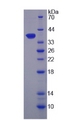 MGLL / Monoacylglycerol Lipase Protein - Recombinant Lipase, Monoacylglycerol By SDS-PAGE