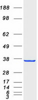 MGLL / Monoacylglycerol Lipase Protein - Purified recombinant protein MGLL was analyzed by SDS-PAGE gel and Coomassie Blue Staining