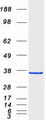 MGLL / Monoacylglycerol Lipase Protein - Purified recombinant protein MGLL was analyzed by SDS-PAGE gel and Coomassie Blue Staining