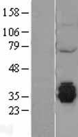 MGME1 / C20orf72 Protein - Western validation with an anti-DDK antibody * L: Control HEK293 lysate R: Over-expression lysate