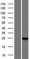 MGMT Protein - Western validation with an anti-DDK antibody * L: Control HEK293 lysate R: Over-expression lysate