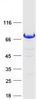 MGRN1 Protein - Purified recombinant protein MGRN1 was analyzed by SDS-PAGE gel and Coomassie Blue Staining