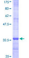 MGST3 Protein - 12.5% SDS-PAGE Stained with Coomassie Blue.