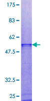 MI-ER1 / ER1 Protein - 12.5% SDS-PAGE of human MIER1 stained with Coomassie Blue