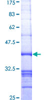 MIB2 Protein - 12.5% SDS-PAGE Stained with Coomassie Blue.