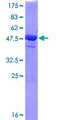 MIBP / ITGB1BP3 Protein - 12.5% SDS-PAGE of human ITGB1BP3 stained with Coomassie Blue