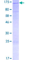 MICAL3 Protein - 12.5% SDS-PAGE of human MICAL3 stained with Coomassie Blue