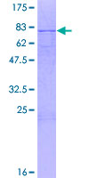 MICU1 / CBARA1 Protein - 12.5% SDS-PAGE of human CBARA1 stained with Coomassie Blue