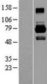 MID1 Protein - Western validation with an anti-DDK antibody * L: Control HEK293 lysate R: Over-expression lysate