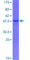 MID1IP1 Protein - 12.5% SDS-PAGE of human MID1IP1 stained with Coomassie Blue
