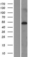 MIDN Protein - Western validation with an anti-DDK antibody * L: Control HEK293 lysate R: Over-expression lysate