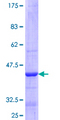 MIDN Protein - 12.5% SDS-PAGE Stained with Coomassie Blue.