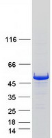 MIEF1 / SMCR7L Protein - Purified recombinant protein MIEF1 was analyzed by SDS-PAGE gel and Coomassie Blue Staining