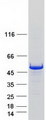 MIEF1 / SMCR7L Protein - Purified recombinant protein MIEF1 was analyzed by SDS-PAGE gel and Coomassie Blue Staining