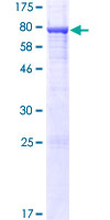MIEF2 / SMCR7 Protein - 12.5% SDS-PAGE of human SMCR7 stained with Coomassie Blue