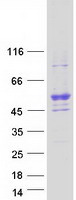 MIEF2 / SMCR7 Protein - Purified recombinant protein MIEF2 was analyzed by SDS-PAGE gel and Coomassie Blue Staining