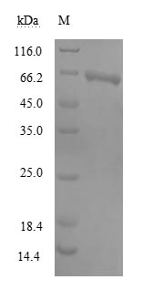 MIER2 Protein - (Tris-Glycine gel) Discontinuous SDS-PAGE (reduced) with 5% enrichment gel and 15% separation gel.