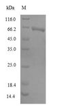 MIER2 Protein - (Tris-Glycine gel) Discontinuous SDS-PAGE (reduced) with 5% enrichment gel and 15% separation gel.