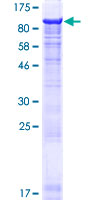 MIER2 Protein - 12.5% SDS-PAGE of human MIER2 stained with Coomassie Blue