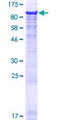 MIER2 Protein - 12.5% SDS-PAGE of human MIER2 stained with Coomassie Blue