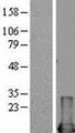 MIF Protein - Western validation with an anti-DDK antibody * L: Control HEK293 lysate R: Over-expression lysate