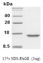 MIF Protein