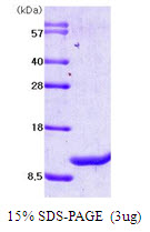 MIF Protein