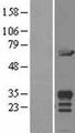 MIF4GD Protein - Western validation with an anti-DDK antibody * L: Control HEK293 lysate R: Over-expression lysate